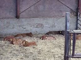 Kalve i kalveskjulet