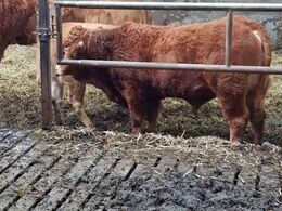 Der anvendes en polled foldtyr Elmely Mascot P efter Humlegården Feodor P194