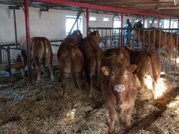 Ungdyrene går i den tidligere kostald, hvor der er indrettet stier ved hjælp af låger på tværs