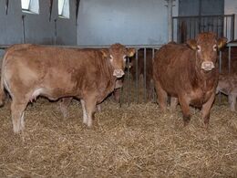 Årets første kalve var født hos Jens Anton Nørremark