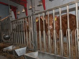 Fravænnede kalve i nogle små stier