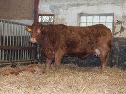 God plads ved Jens Frøsigs køer med små kalve