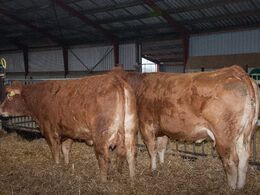 To store køer (med kalve)