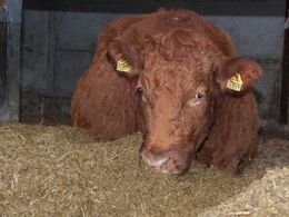 En meget drægtig ko ved et fyldt foderbord