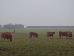 På trods af et fyldt foderbord, så foretrak mange af dyrene at være udendørs