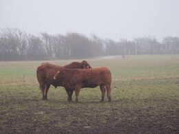 Amoriner i luften blandt Jens Frøsigs limousiner