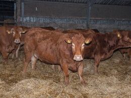 Jes Schneiders 20 køer var på stald i anledning af åbent hus arrangementet