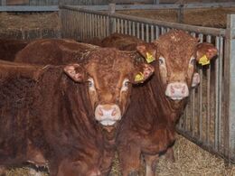 Et par af sidste års tyrekalve