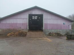 Køerne har til huse i denne stald med adgang til udendørs løbegård