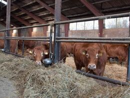 Køerne fodres med wraphø