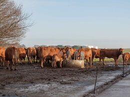 Vue over en del af ko-flokken i det fri