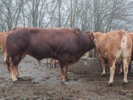 Avlstyren, Bremmerholm Hugo, blev købt på Dansk Limousine Forenings auktion i 2013. Der kan læses mere om familiens auktionshandler i en artikel i auktionskataloget 2018.