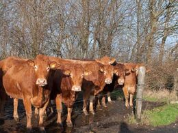 Flere køer, som nyder den sparsomme vintersol