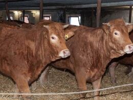 Kvier i ombygget ældre stald