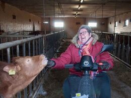 Limousiner er livsglæde. Fodring af kvier og tyre sker i denne spaltestald.