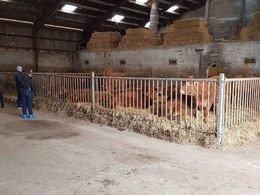 Kælvekvierne studeres