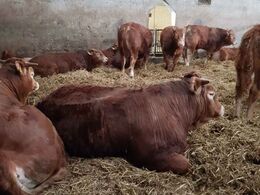 Tyrekalvene har dybstrøelses areal og ædeareal gennem hullet i muren