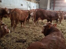 Mulighed for strøning fra oven hos tyre og kælvekvier