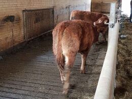 De yngre kvier på ædepladsen, de kan gå over i dybstrøelsen ved enden