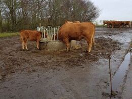 Køerne med kalve kan gå ud på betonareal udenfor, hvor der fodres med wraphø i foderhæk