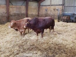 En af de pollede avlstyr Bremmerholm Hugo P , en individafprøvet tyr efter Engkjær Cilas. Herudover var der tyren Kjeldgaard Karamel efter Risvang Gustav P og tyren Engkjær Mind efter Akkedal Jarl PP som avlstyre i besætningen.