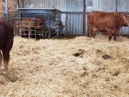 Kalveskjul i kostalden med kraftfoder og valset korn