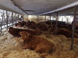 Kvier i dybstrøelse i ældre ombygget bindestald