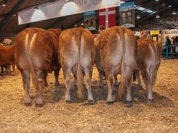 Bedste besætningsgruppe, interbreed vinder + ærespræmie - fra Kirsten & Rasmus Levinsen, Spentrup