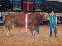 Katalog nr 101 Kjeldgaard Ilot - bedste ældre tyr, bedste handyr, interbreed vinder + ærespæmie - fra Kirsten & Rasmus Levinsen, Spentrup