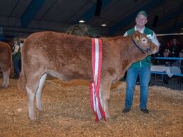 Katalog nr 114 Kloster Miracle - bedste yngre kvie + ærespræmie - fra Søren Grunnet, Billund