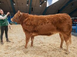 Katalog nr 127 Bøgely Luca - ærespræmie - fra Tommy Jessing, Brørup