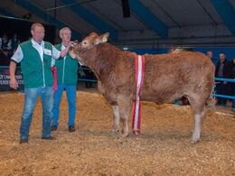 Katalog nr 132 Lindegården Kitty - bedste ældre kvie, bedste hundyr + ærespræmie - fra Allan og Peter Kragh Madsen, Randers