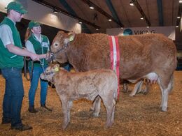 Katalog nr 133 Grunnet Kappa - bedste ko under 3 år - fra Karsten Laursen, Juelsminde