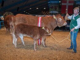 Katalog nr 134 Gandrup Hertha - bedste ko 3-5 år + ærespræmie – fra Sønderlund Limousine, Hals