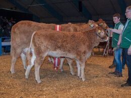 Katalog nr 138 Kjeldgaard Flora - bedste ældre ko + ærespræmie – fra Kirsten & Rasmus Levinsen, Spentrup