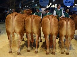 2 bedste besætningsgruppe  fra Damgaard Limousine v/ Karsten Laursen