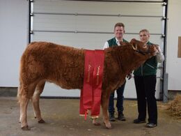 Grunnet Unika - Champion yngre kvier, Bedste hundyr Fra Grunnet Limousine v/ Søren Grunnet