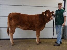 Kloster Unika Fra Kloster Limousine v/ Familien Kloster