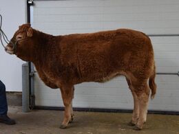 Kloster Viviene Fra Kloster Limousine v/ Familien Kloster