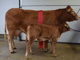 Engkjær OMG 1- Champion ko Fra Lynge Limousine v/ Per Laursen