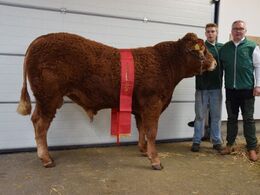 Birkely Uni P - Champion Yngre tyre Fra Birkely Limousine v/ Jakob Ravn