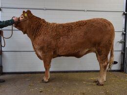 Gulleruplund Toffee Fra Gulleruplund Limousine v/ Jens Josefsen