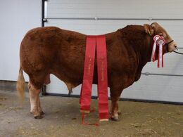 Ingersminde Tempo Champion ældre tyre, Bedste handyr Fra Lynge Limousine v/ Per Laursen