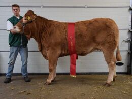 Birkely Union Champion ældre kvier Fra Birkely Limousine v/ Jakob Ravn