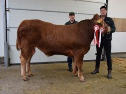 Hodde Ulys Fra Hodde Limousine v/ Mogens Ladefoged