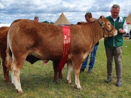 Birkely Renecance - Bedste Limousine, Interbreed vinder for hundyr, samt bedste kødkvæg. Udstillet af Jakob Ravn og bedømt med 24 point