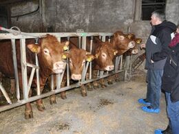 Velkommen til! Nogle tyre var bundet i fangegitter til ære for de besøgende på Løserupgård