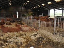 Stor løsdriftsstald til de 50 moderdyr plus opdræt, som besætningen består af. Besætningen er økologisk drevet.