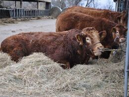 Udvalgte dyr var bundet uden for stalden til ekstra beskuelse. Det kan dog være anstrengende at stå sådan en hel dag