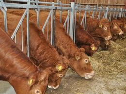 Veltilpasse køer ved foderbordet – der serveres helsædswrap med ærter i